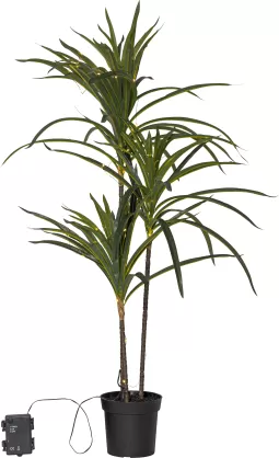 Dekoratīvais koks Bali