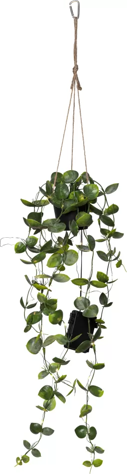 Dekoratīvā zariņa Laosa